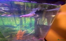 Bettas fish for sale: Stunning male betta blue/white colour  - Image 3