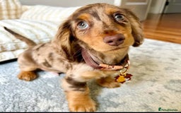 Miniature Dachshund dogs for sale: 🐾 Loving Miniature Dachshund Puppies 🐾 - Image 6