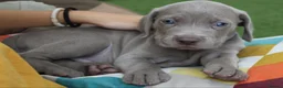 Weimaraner dogs for sale: Stunning puppies, one chuncky silver boy available - Advert 8