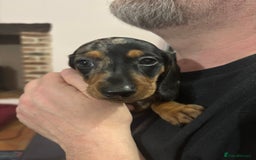Miniature Dachshund dogs for sale: Stunning Miniature Dachsund pups available  - Image 6