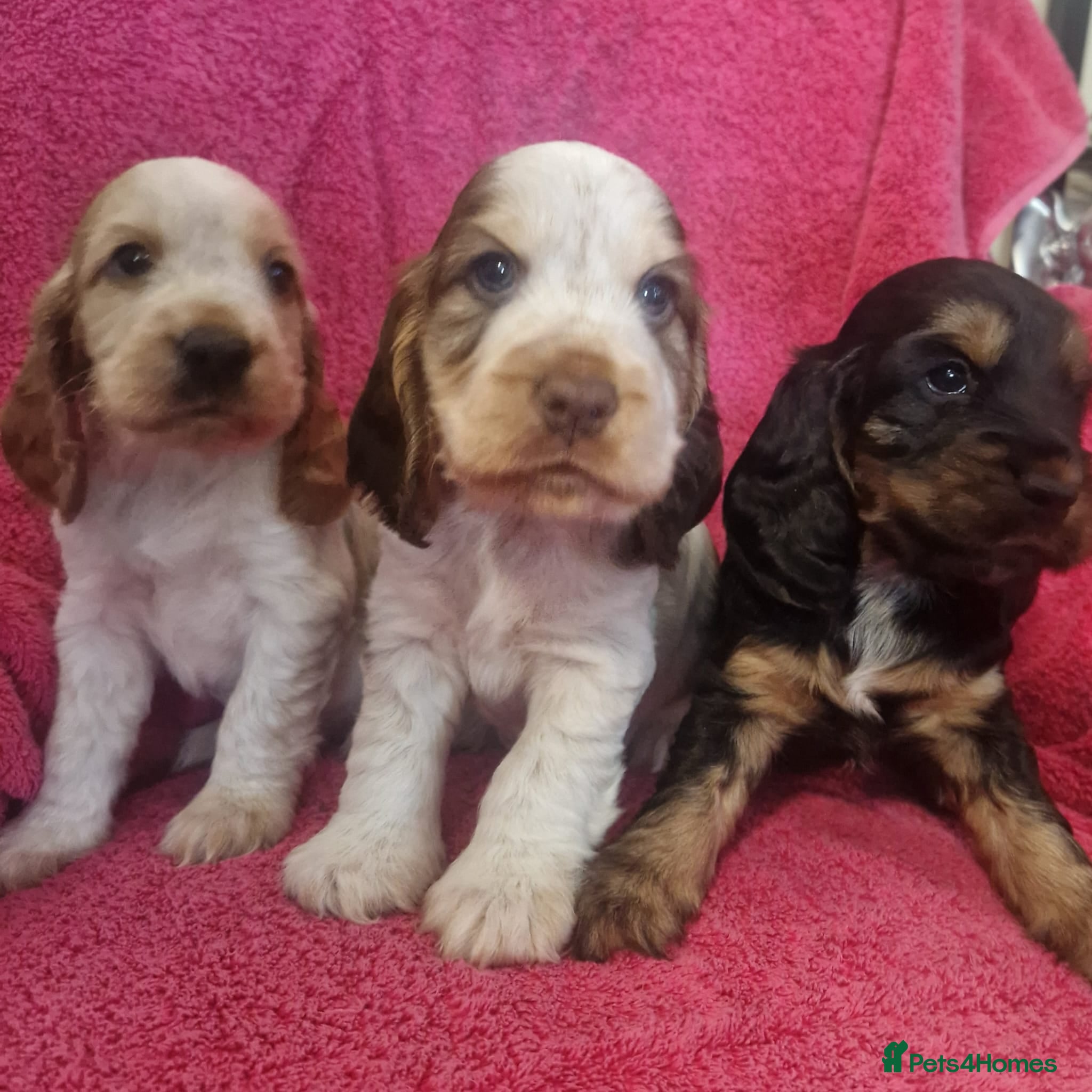 Cocker Spaniel dogs Gorgeous KC Health Tested Show Pups - Advert 2