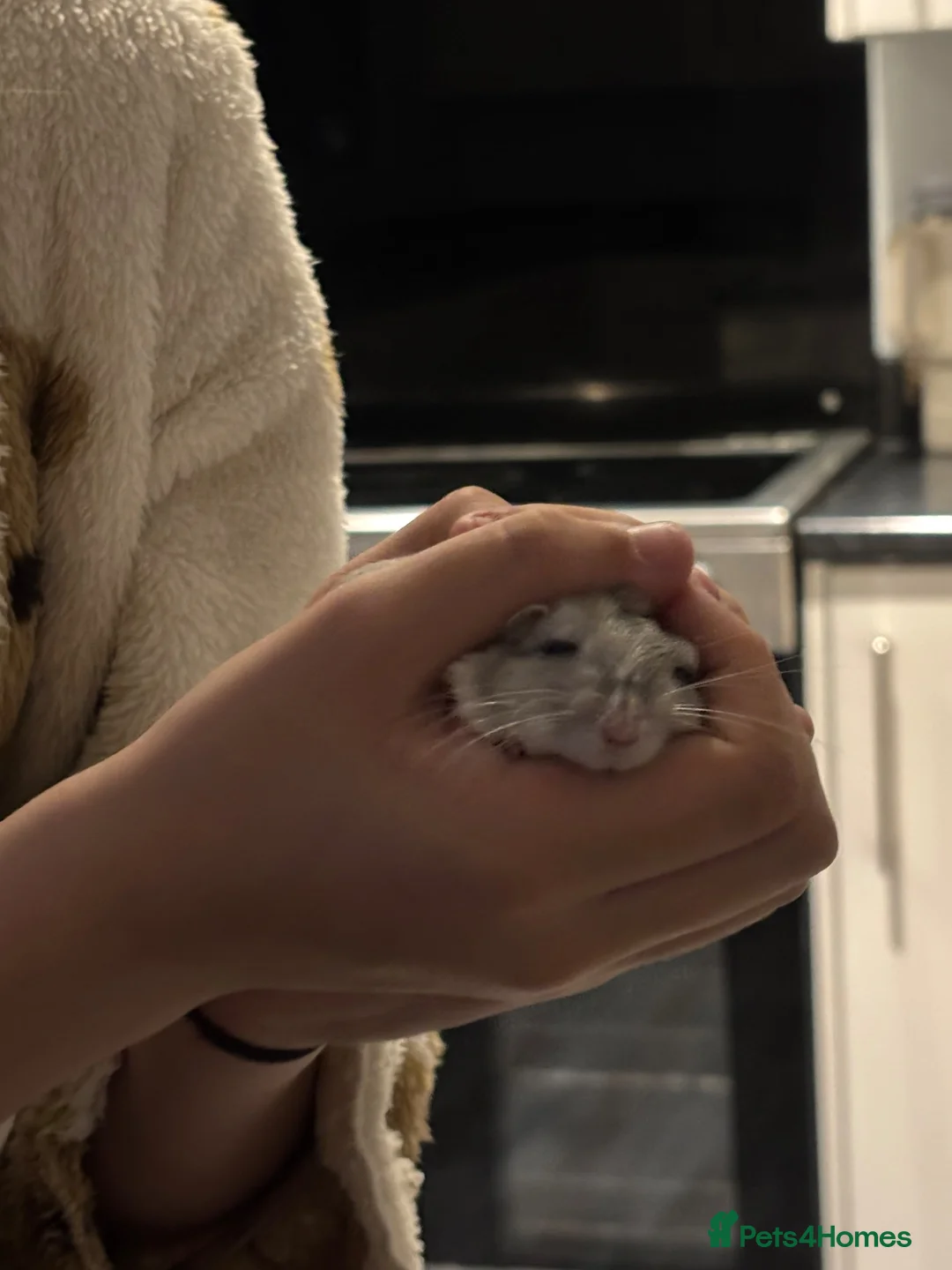 Gerbil rodents for sale: 2x male gerbils in Hull - Advert 5