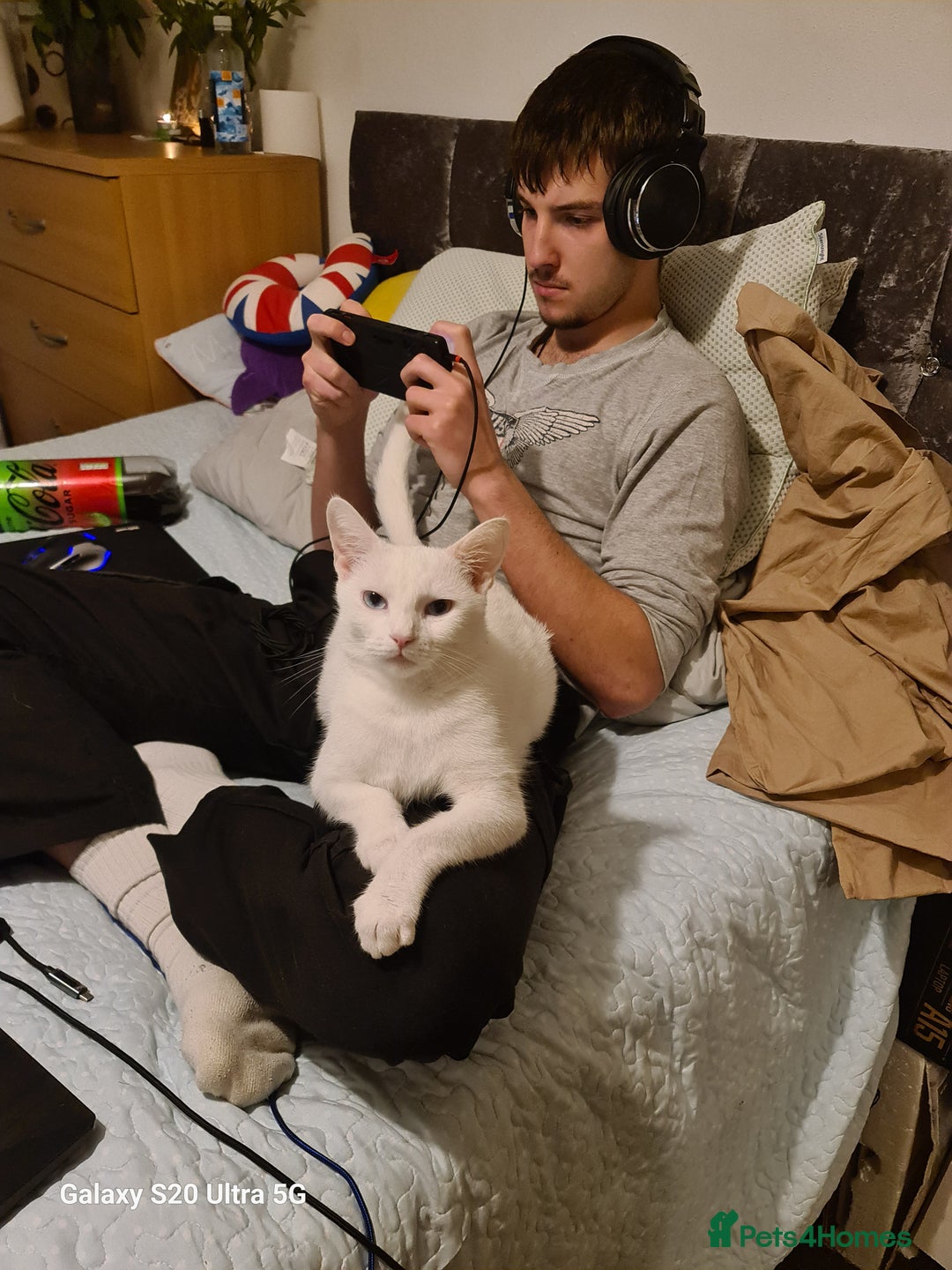 British Shorthair cats for sale: kitten - Advert 8