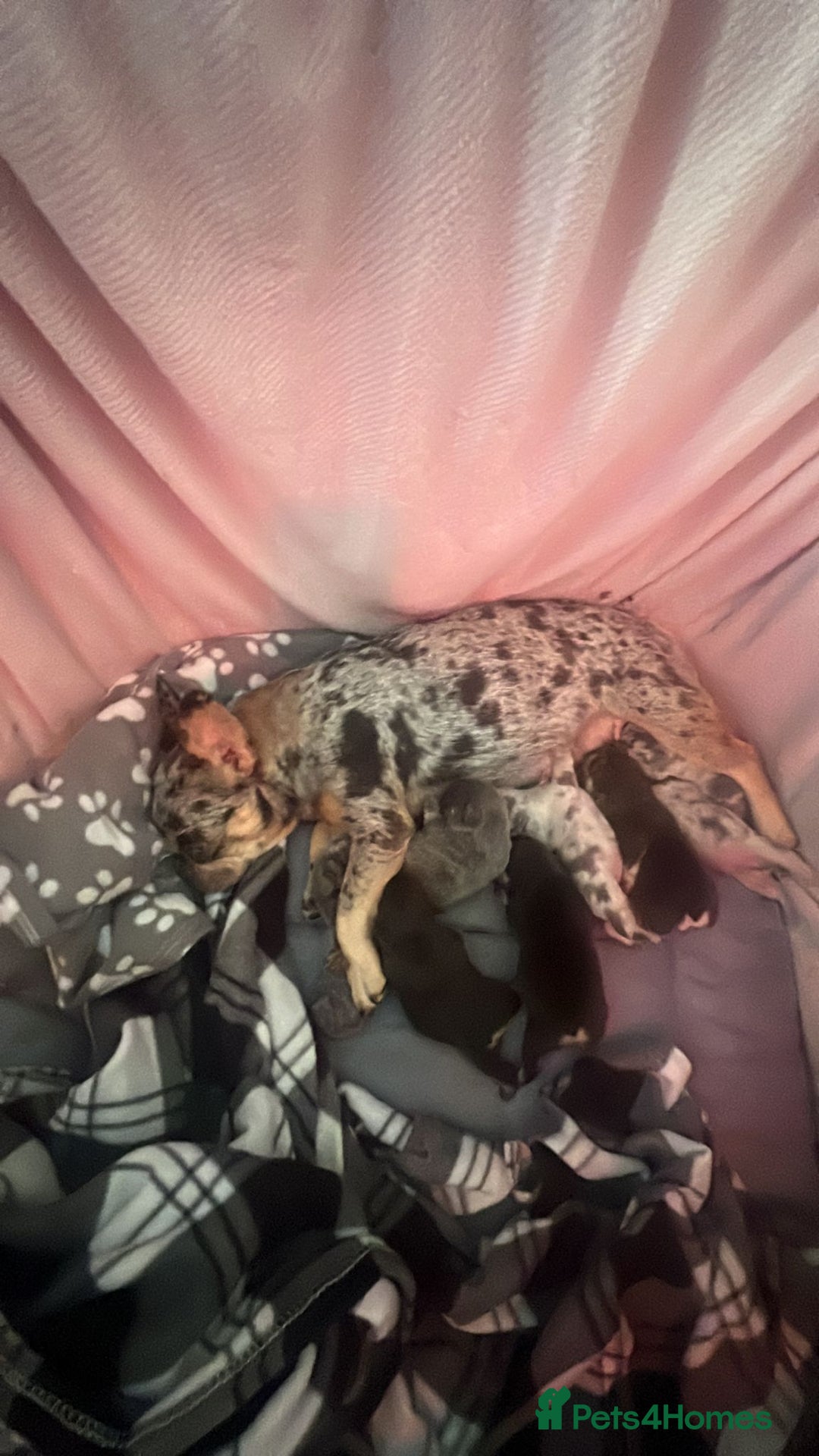 French Bulldog dogs for sale: Pedagree & KC papered merl carrying French bulldog - Image 20