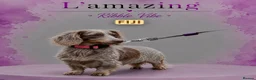 Miniature Dachshund dogs for sale: 5* licensed KC long haired miniature Dachshunds  - Advert 11