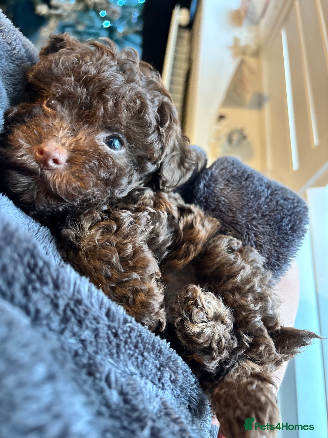 Yorkiepoo dogs for sale: Health Tested Chocolate Brown Yorkipoo  - Advert 2