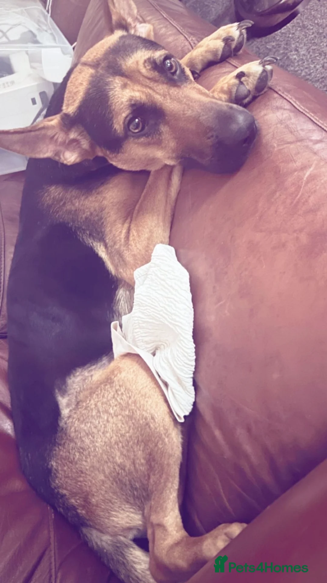 Mixed Breed dogs for sale: athena💕 in Mexborough - Advert 2