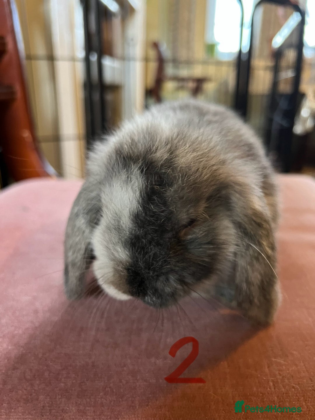 Mini Lop rabbits for sale: A Pair of Stunning Mini Lop Boys - Image 17