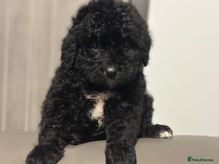 Bernedoodle dogs F1 STANDARD BERNADOODLE BOYS AND GIRLS 6 WEEKS OLD - Advert 3