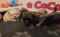 Shih Tzu dogs for sale: Stunning kc imperial shih tzus - Image 19