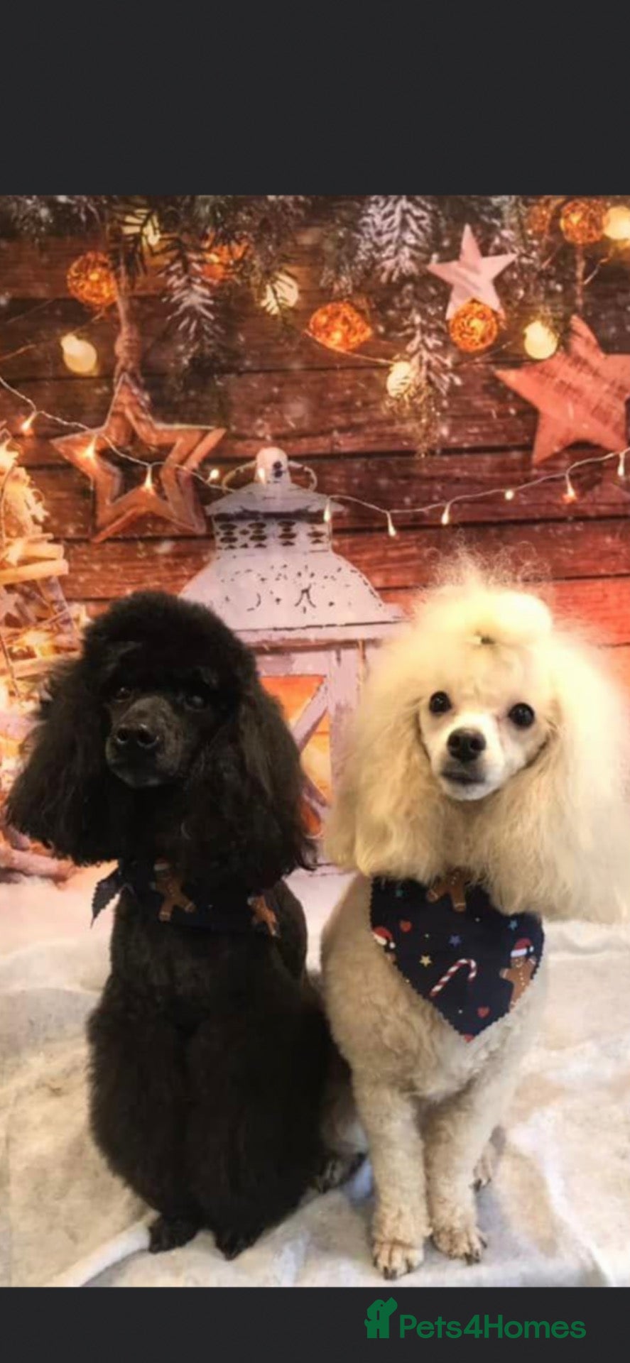 Toy Poodle dogs for sale: Toy poodle pups  - Advert 1