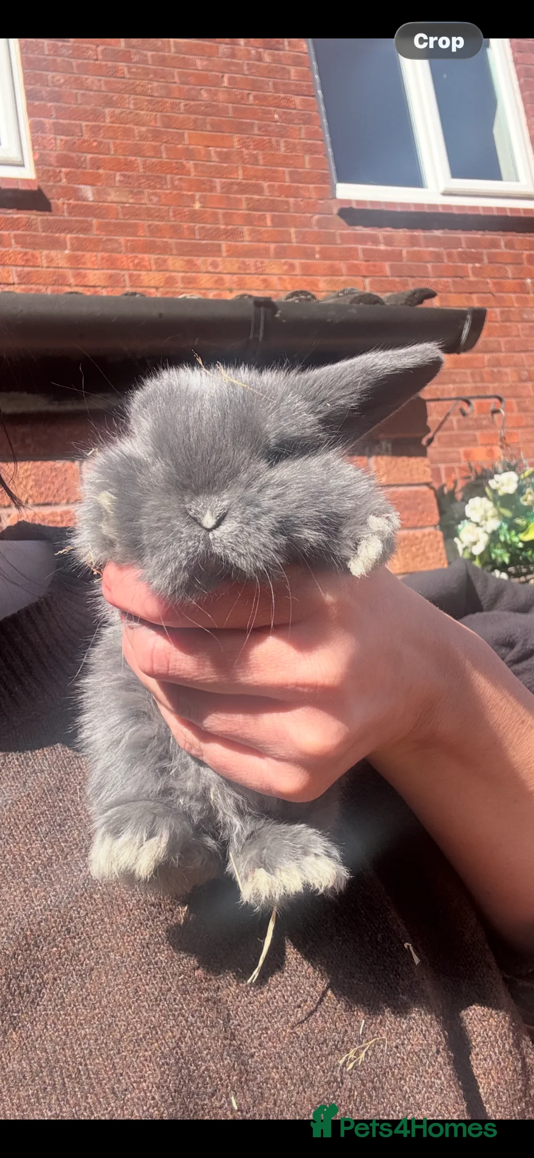 Mini Lop rabbits for sale: Last little rabbit left  in Redditch - Advert 1