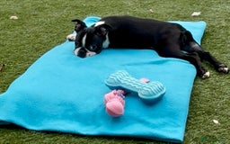 Boston Terrier dogs for sale: Beautiful Boston terriers  - Image 7