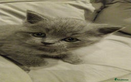 British Shorthair cats for sale: British shorthairs kittens with GCCF pedigree in Taunton - Image 2