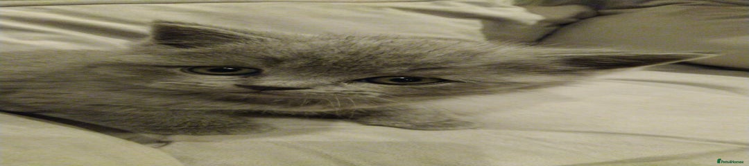 Blue British Shorthair Kitten 2