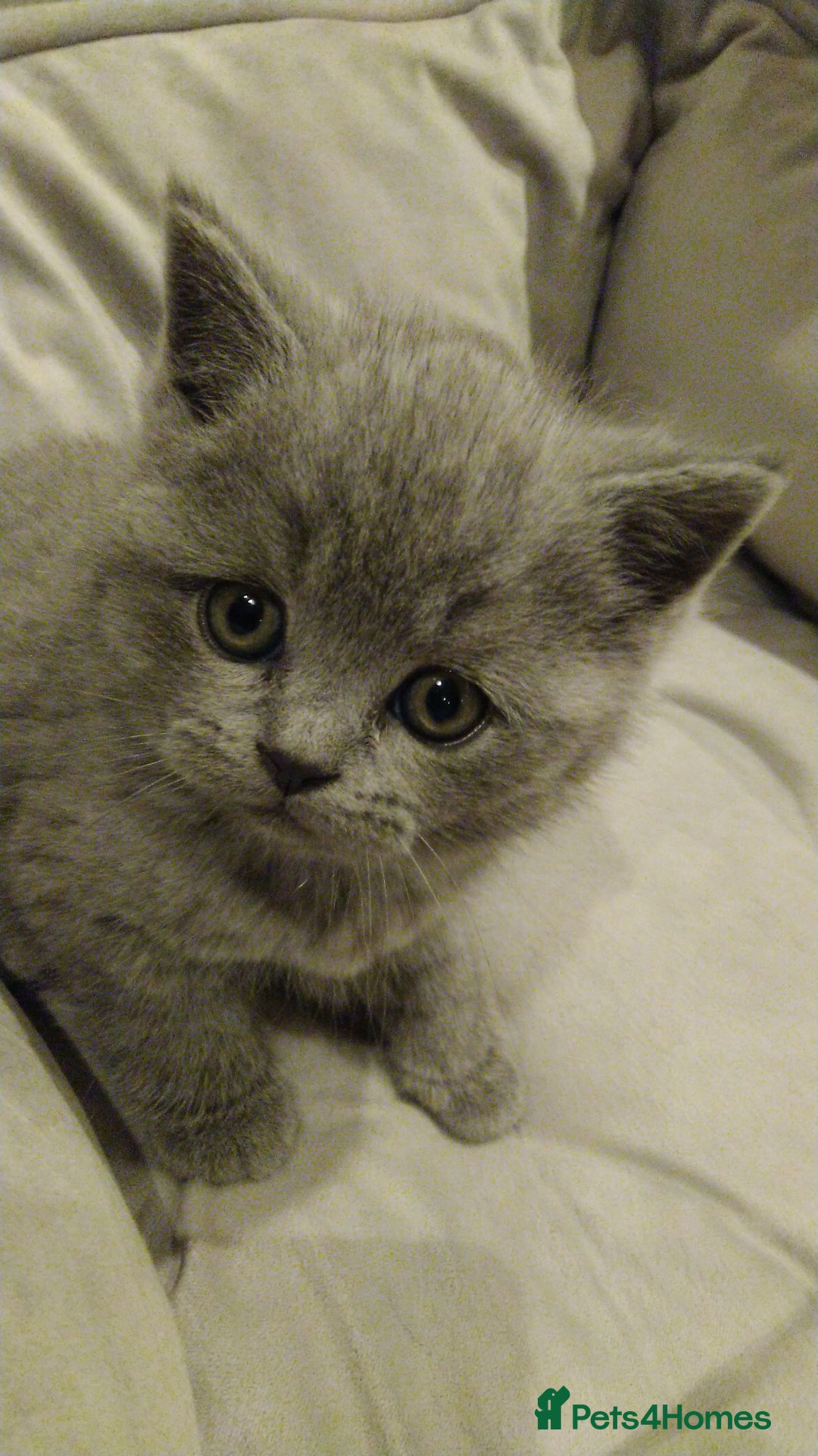British Shorthair cats for sale: British shorthairs kittens with GCCF pedigree in Taunton - Image 2