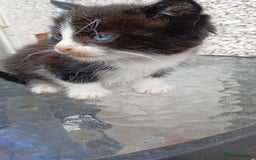 Mixed Breed cats for sale: Fluffy kittens - Image 9