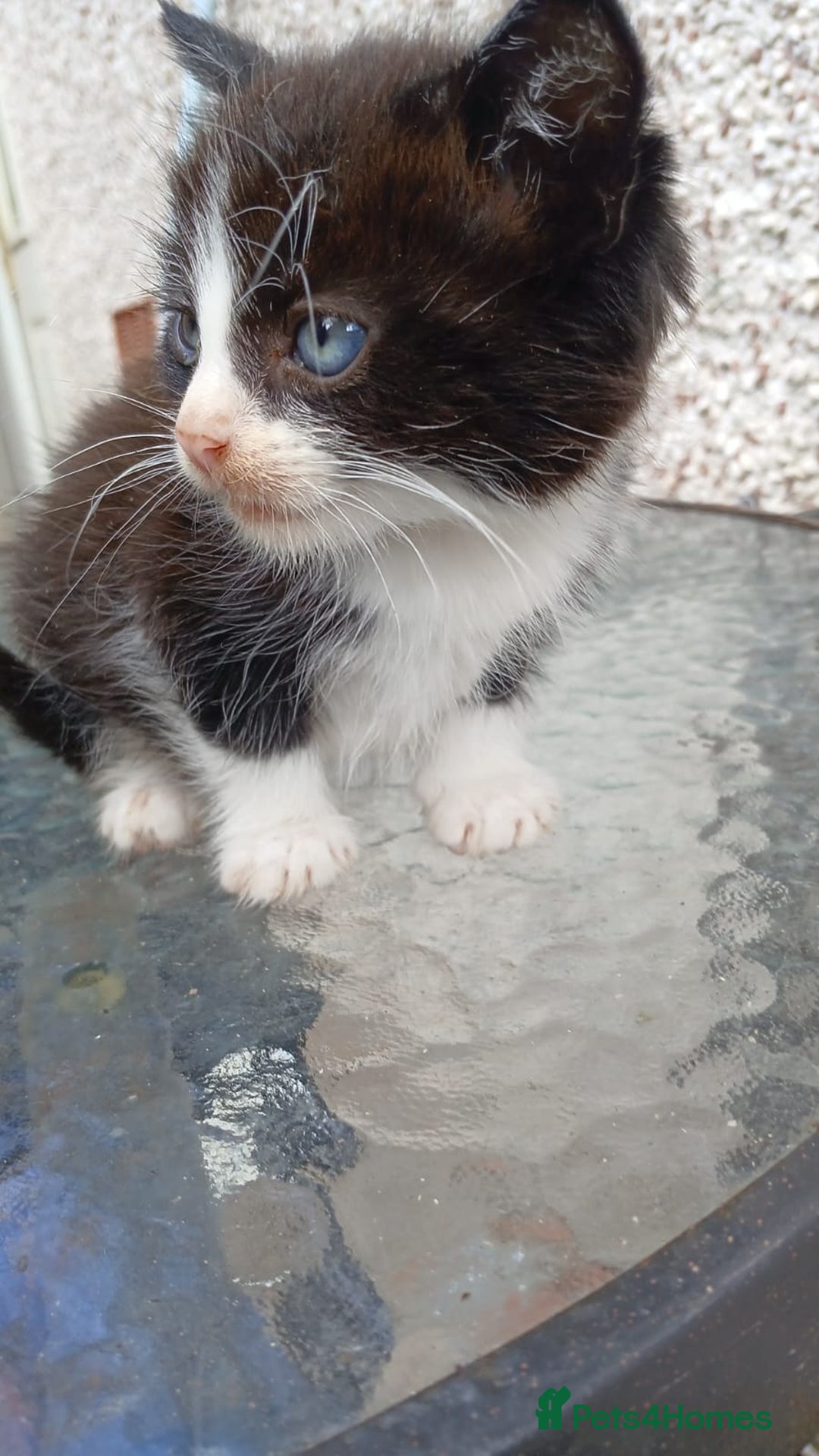 Mixed Breed cats for sale: Fluffy kittens - Image 9