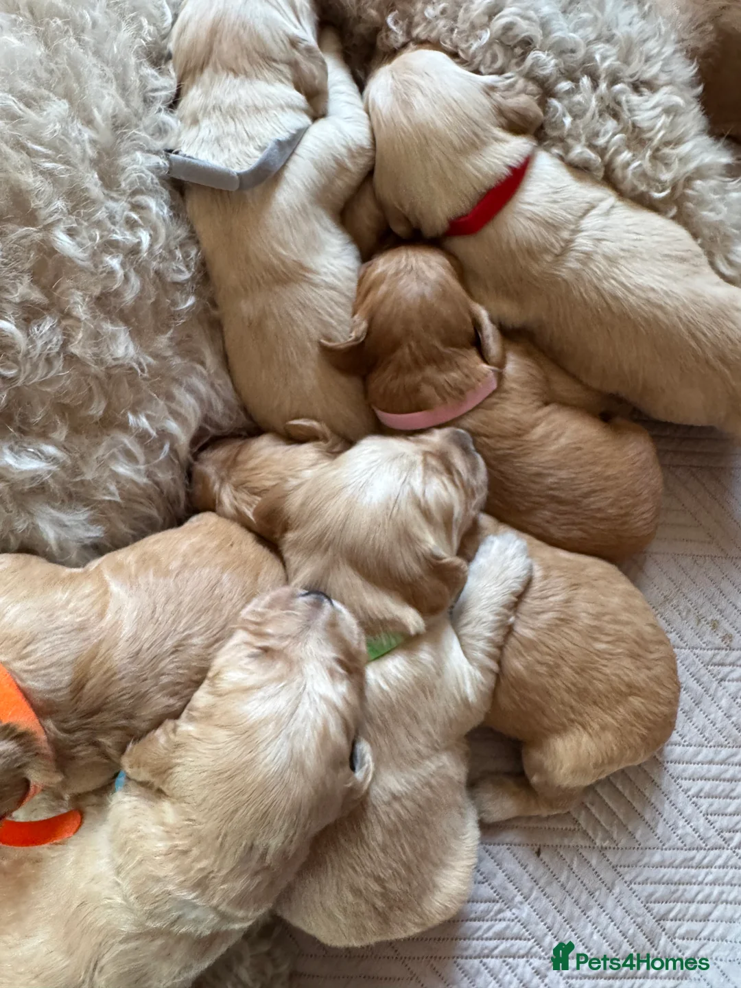 Goldendoodle dogs for sale: Expecptional goldendoodles - Advert 12