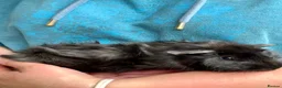 Guinea Pig rodents for sale: Young male guinea pigs 11 weeks old - Advert 5