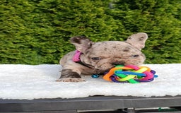 French Bulldog dogs for sale: ❤️ 🐶 beautiful French bulldog puppies ❤️🐶 - Image 19