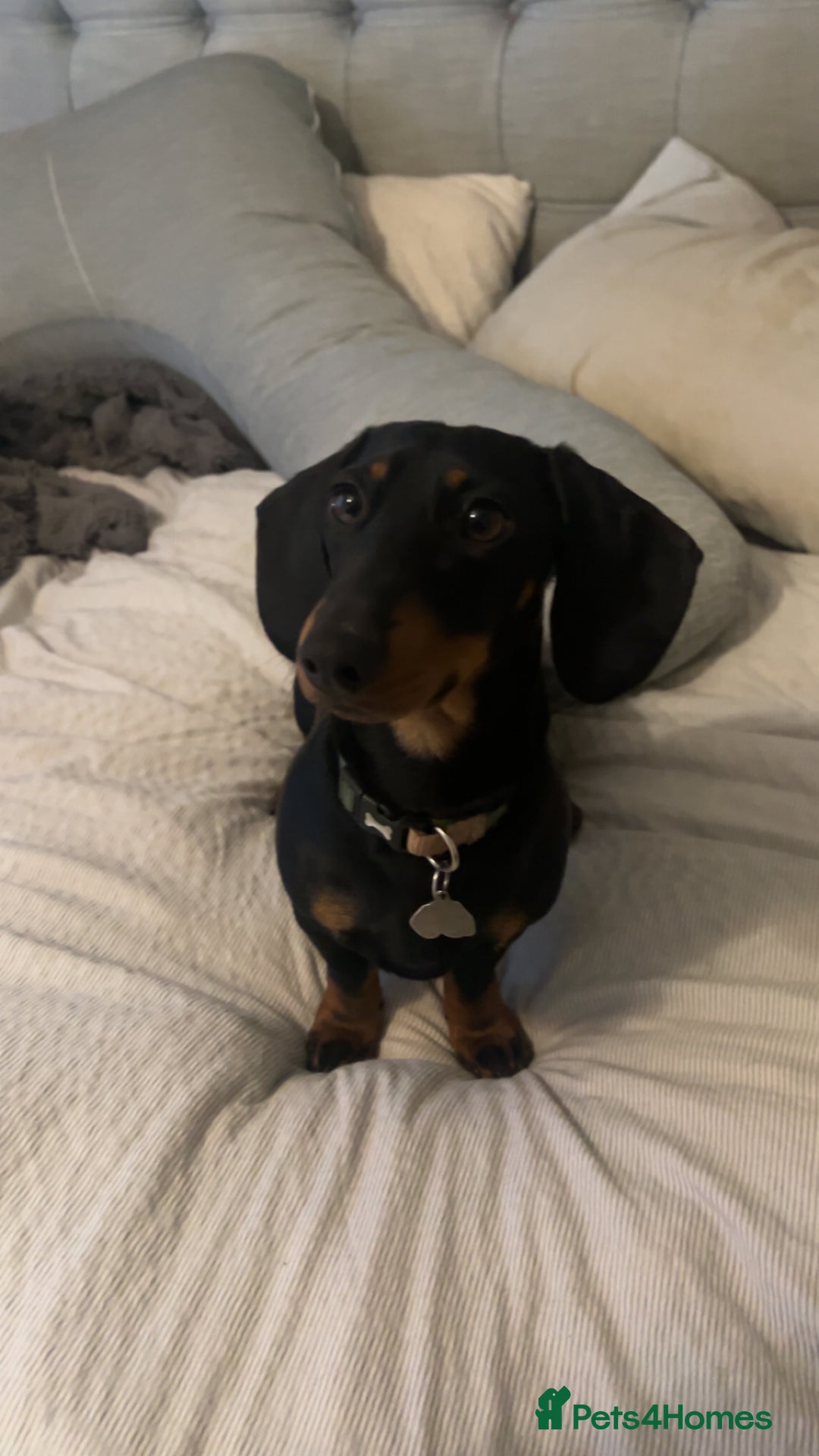 Miniature Dachshund dogs for sale: Black & tan miniature dachshund - Advert 6
