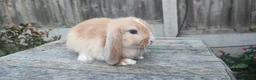 Mini Lop rabbits for sale: Minilop bunnies and Adult Female  - Advert 5