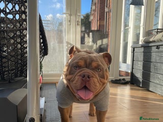 English Bulldog dogs in Hitchin - Advert 27