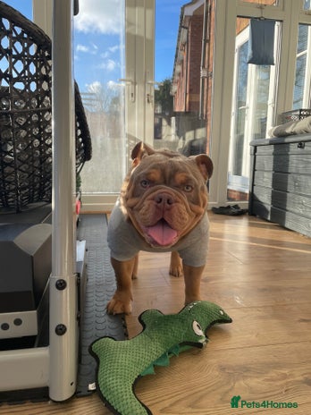English Bulldog dogs in Hitchin - Advert 1