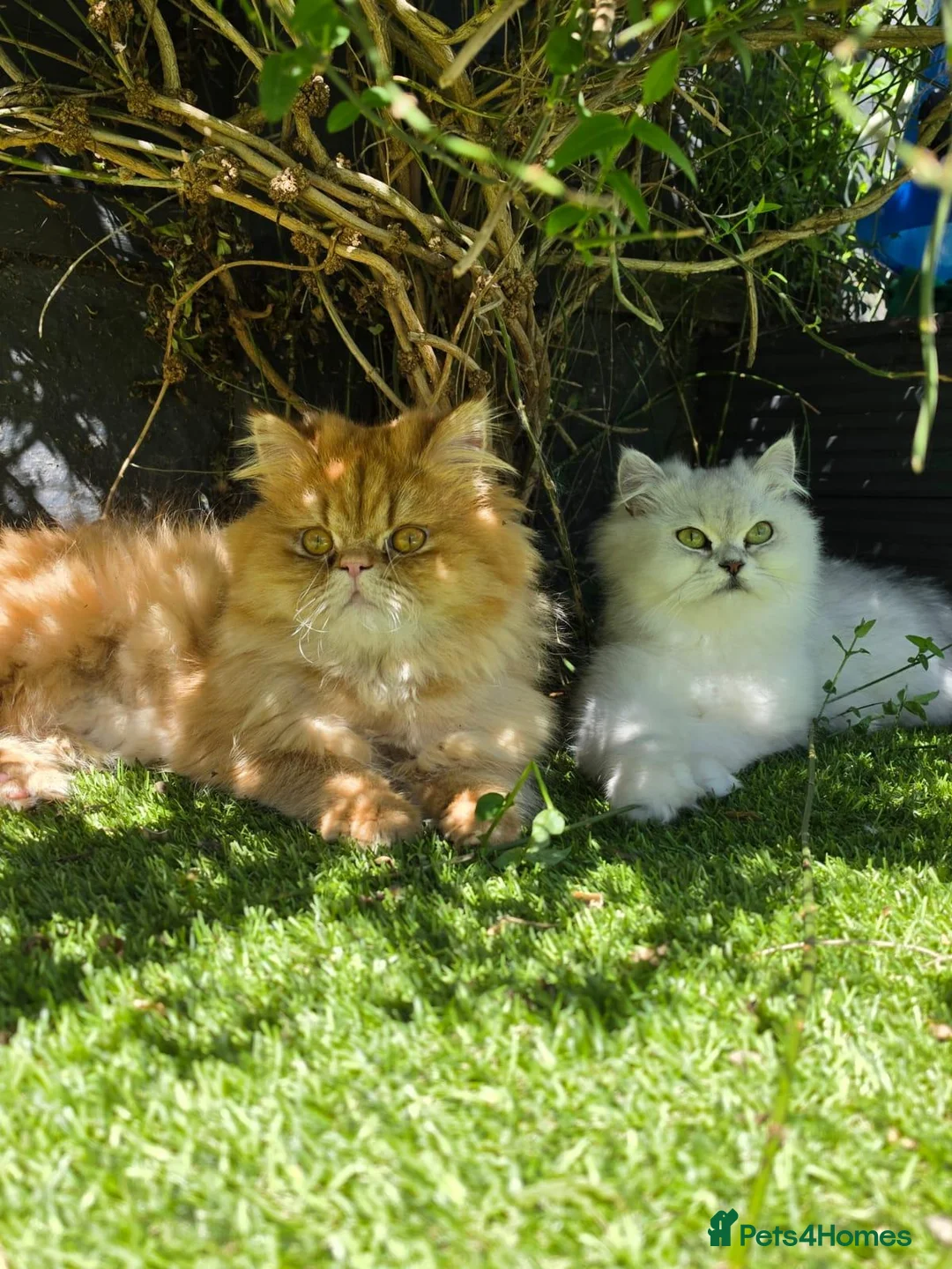Persian cats for sale: Stunning Persian Kittens 🥰 in Romford - Advert 1