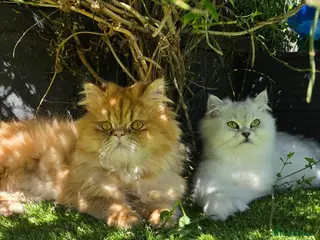 Persian cats Stunning Persian Kittens 🥰 - Advert 1