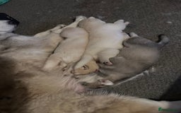Siberian Husky dogs for sale: Pure breed Husky Puppies born 04/07/2025 - Image 10