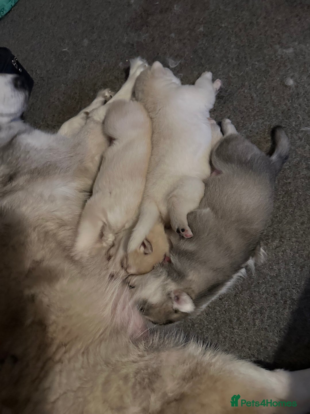 Siberian Husky dogs for sale: Pure breed Husky Puppies born 04/07/2025 - Image 10