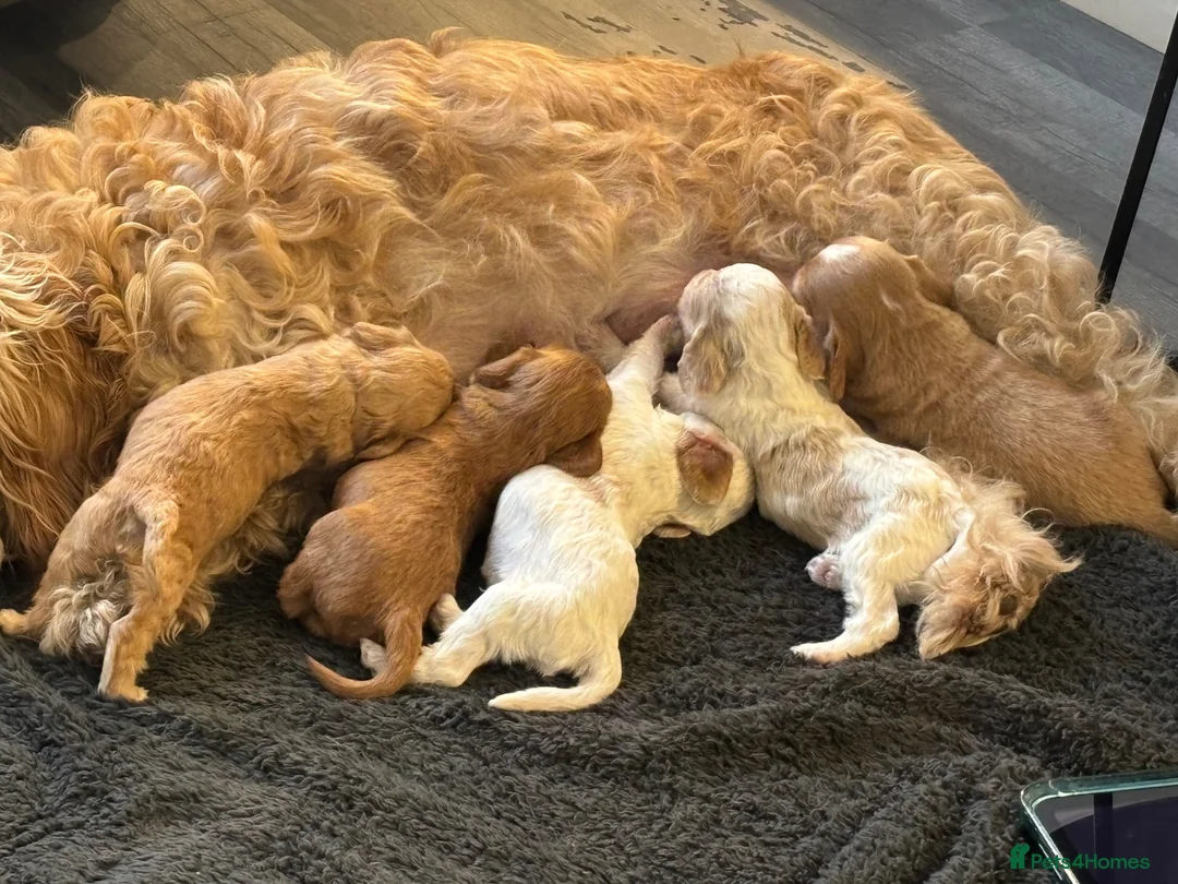 Cockapoo dogs for sale: Cockapoo puppies for sale  in Wednesbury - Advert 19
