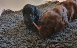 Australian Labradoodle dogs for sale: Health-tested Australian Labradoodle puppies - Image 28