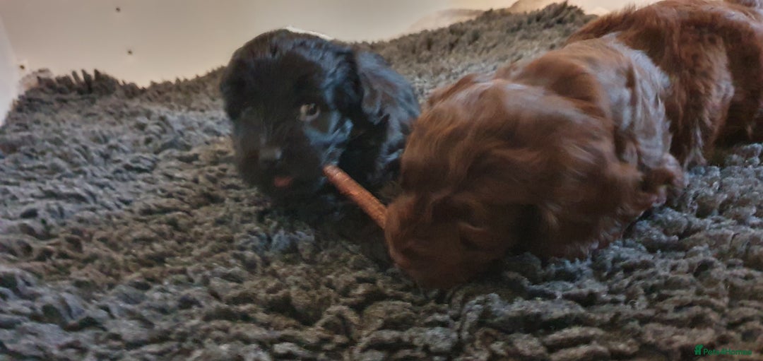 Australian Labradoodle dogs for sale: Health-tested Australian Labradoodle puppies - Image 28