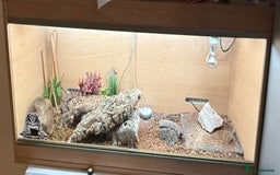 Mixed Breed reptiles for sale: Beautiful leopard gecko with full set up  - Image 5