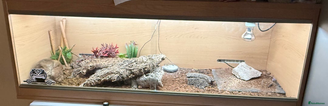 Mixed Breed reptiles for sale: Beautiful leopard gecko with full set up  - Image 5