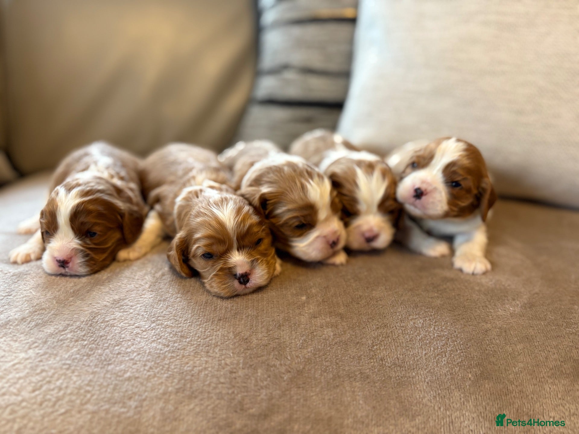 Cavalier King Charles Spaniel dogs HEALTH TESTED CLEAR cavalier puppies  - Advert 1