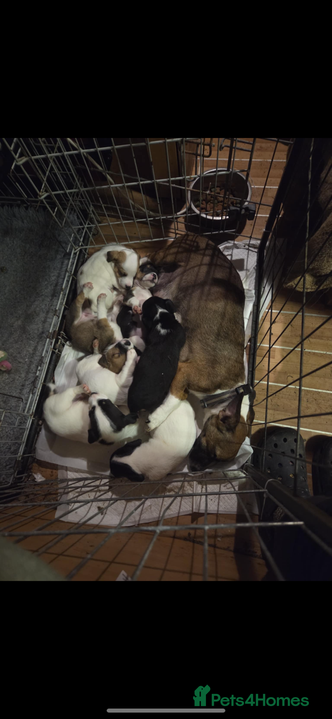 Jack Russell dogs for sale: Jack Russel puppies - Image 9