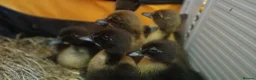 Ducks poultry for sale: Indian Runner ducklings  in Leeds - Advert 1