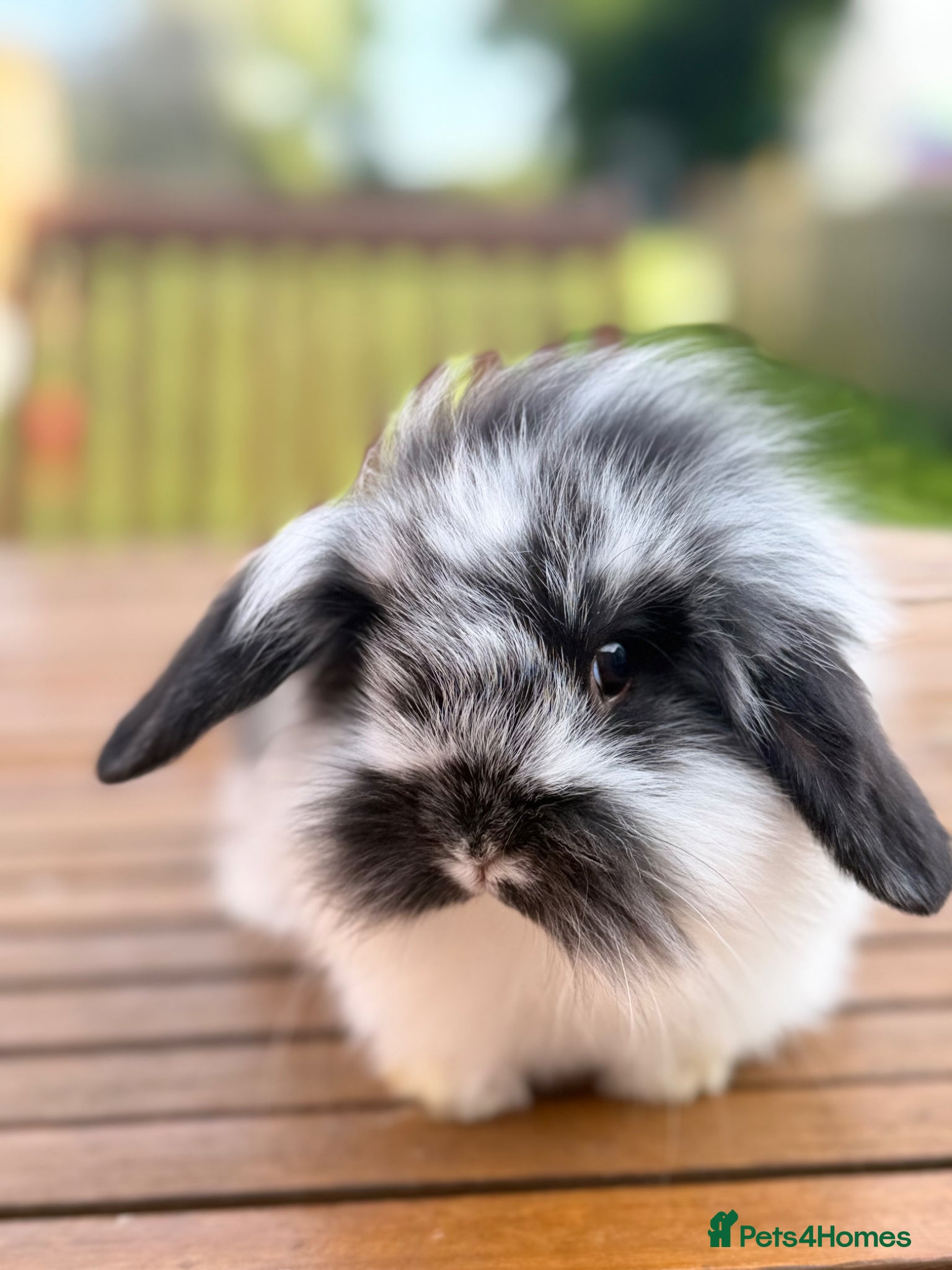 Mini Lion Lop rabbits Ready 4 baby mini lion lop bunnies - Advert 1
