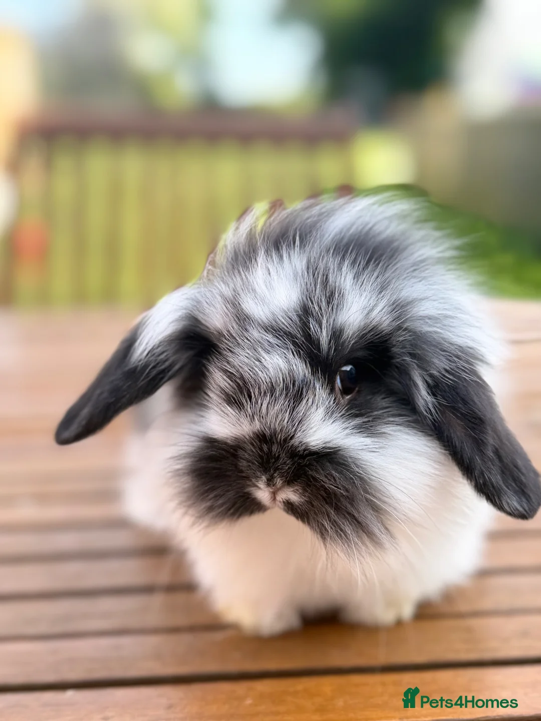 Mini Lion Lop rabbits for sale: 4 baby mini lion lop bunnies - Advert 1