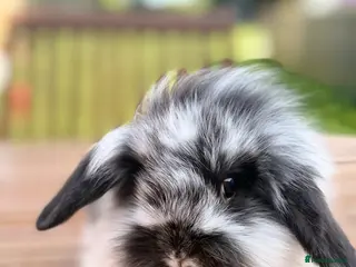 Mini Lion Lop rabbits for sale: Ready 4 baby mini lion lop bunnies - Advert 2