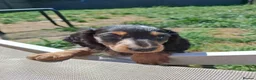 Miniature Dachshund dogs for sale: Long Haired miniature dachshund puppies  - Advert 5