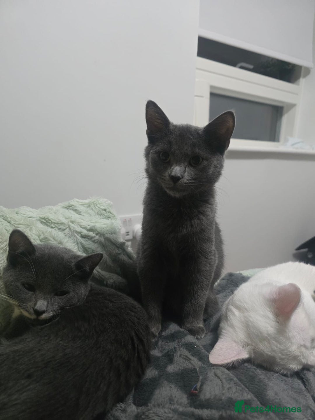 Turkish Angora cats for sale: Beautiful Kittens Looking for Their Forever Homes  - Advert 14