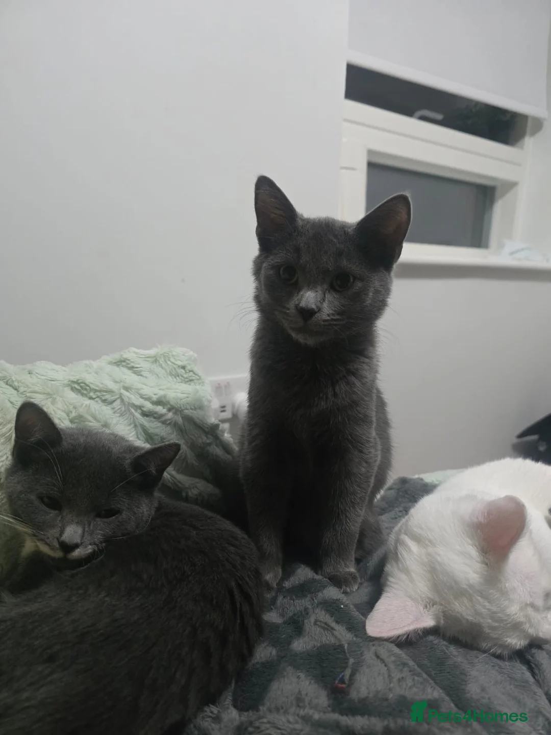 Turkish Angora cats for sale: Beautiful Kittens Looking for Their Forever Homes  - Advert 14