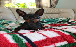 Miniature Pinscher dogs for sale: Miniature Pincher Puppies  - Image 15