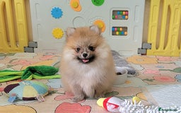 Pomeranian dogs for sale: 🔥XXXS🔥Pomeranian puppies🔥KC reg🔥for sale🔥 - Image 10
