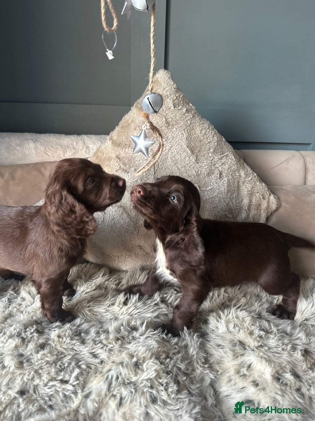Cocker Spaniel dogs for sale: Working cocker spaniel puppies - Advert 13